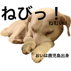 Miscellaneous dog from Kagoshima