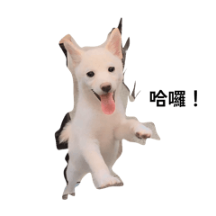 白柴公主的表情包^o^