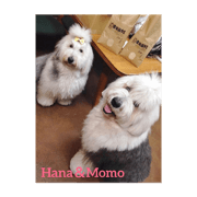 Momoji&Hana