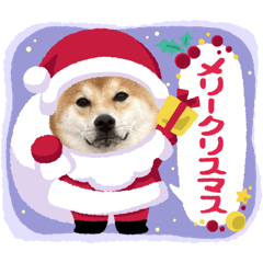 bamboo_20251026124815