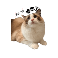 米布家族-日常問候