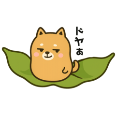 豆シバではなくてシバ豆です