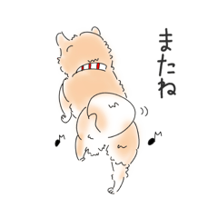 Dog's daily life(Pome Shiba)