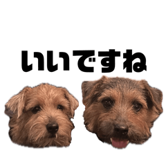 iceice_20251027002952