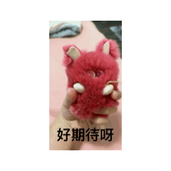 草莓毛毛愛表演