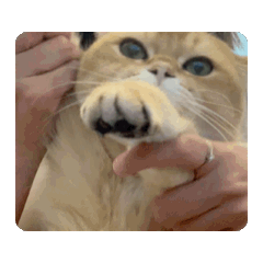 家貓貓們集合(・ω・)ノ