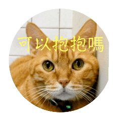 我是一隻可愛的小貓