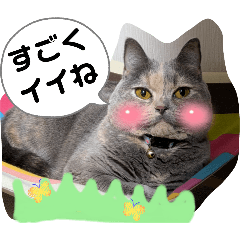 matsu_20251026203526