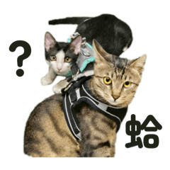 飛氏三兄弟の幸福足跡