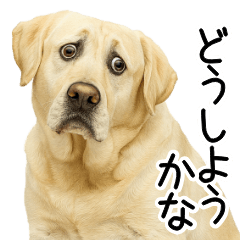 Labrador Retriever Replies