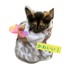 Ganko_20251026201559