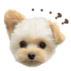 Always Usable:Chiwa-Poo Komugi1 (Photo)