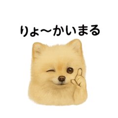 Mao Mao_20251026210202