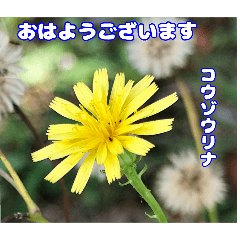 『おはようございます』に秋の山野草を✨