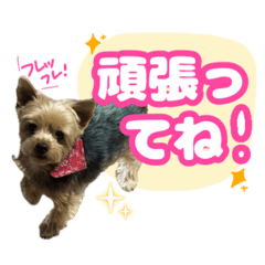 Cute dog stickers for everyday use