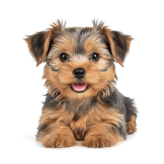 Adorable Yorkie Puppy's Daily Life