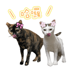 車&bakku