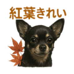 リアルなチワワの秋スタンプ。季節を感じる