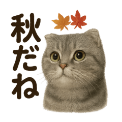 スコティッシュホールド季節感じる秋ライン