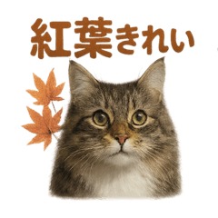 ノルウェージャン猫の季節感じる秋スタンプ