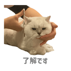 K_20250311726