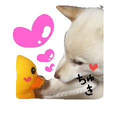 shibainu14