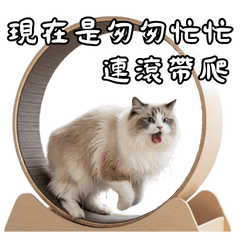 幽默迷因貓貓梗圖