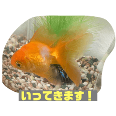tomomi_20251027184807