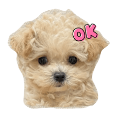 hachi_20251027190118
