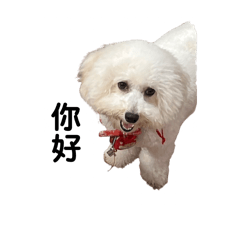 比熊混貴賓小乖