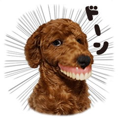 Denture dog RIKU