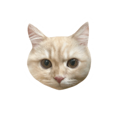 Kitten DAIZUchan!