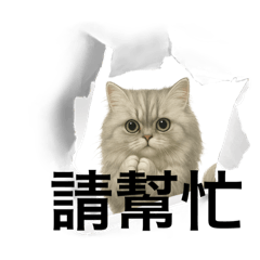 長毛小灰貓生活貼圖