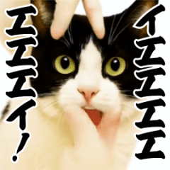 Party Shaking Hachiwari Cat