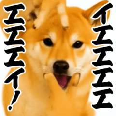Party Shaking Shiba Inu
