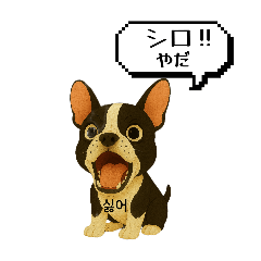 気づけば覚えちゃってる韓国語★日常会話①