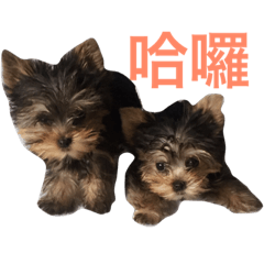 Bonbon & Lala