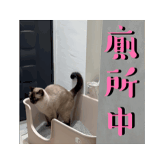 暹羅三花貓日常2