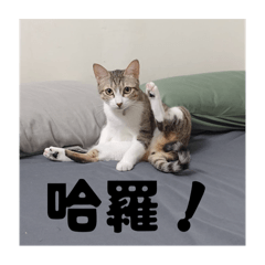 Moffy寶寶的日常