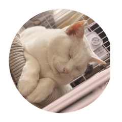 haruna_20251028160050