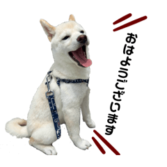 Momoko_20251028155844