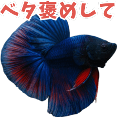 ⭐ベタ 闘魚【毎日使えるペットシリーズ】