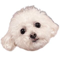 しろい妖精さんといっしょ