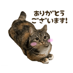 Kurumi_20251028171032