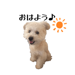 ポメプーふくの日常3