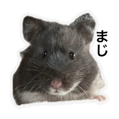 每天都能使用的仓鼠印章