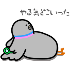 Unmotivated chubby pigeon metaboppo