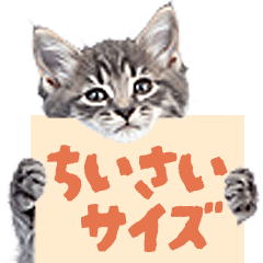 real cats meme / kitten mini every day