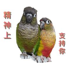 Seven parrots