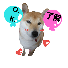 shibainu13